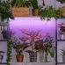 Фитолампа для растений светодиодная ЭРА FITO-18W-RB-Т8-G13-NL и мясных прилавков 18 Вт Т8 G13 красно-синего спектра
