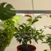 Светильник для растений, фитолампа светодиодная линейная ЭРА FITO-14W-T5-Ra90 полного спектра 14 Вт Т5