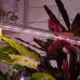 Фитолампа для растений светодиодная ЭРА FITO-18W-Ra90-Т8-G13-NL полного спектра 18 Вт Т8 G13