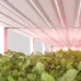 Лента светодиодная 11 Вт/м 24В IP20 Красный 66LED/м FITOLUX-A66-8mm  SMD 2835 5 м