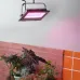 Фитопрожектор для растений светодиодный ЭРА FITO-50W-RB-LED для цветения и плодоношения красно-синего спектра 50 Вт