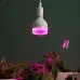 Фитолампа для растений светодиодная ЭРА GREEN LINE ФИТО-35W-PL-E27-GR красно-синего спектра 35 Вт Е27